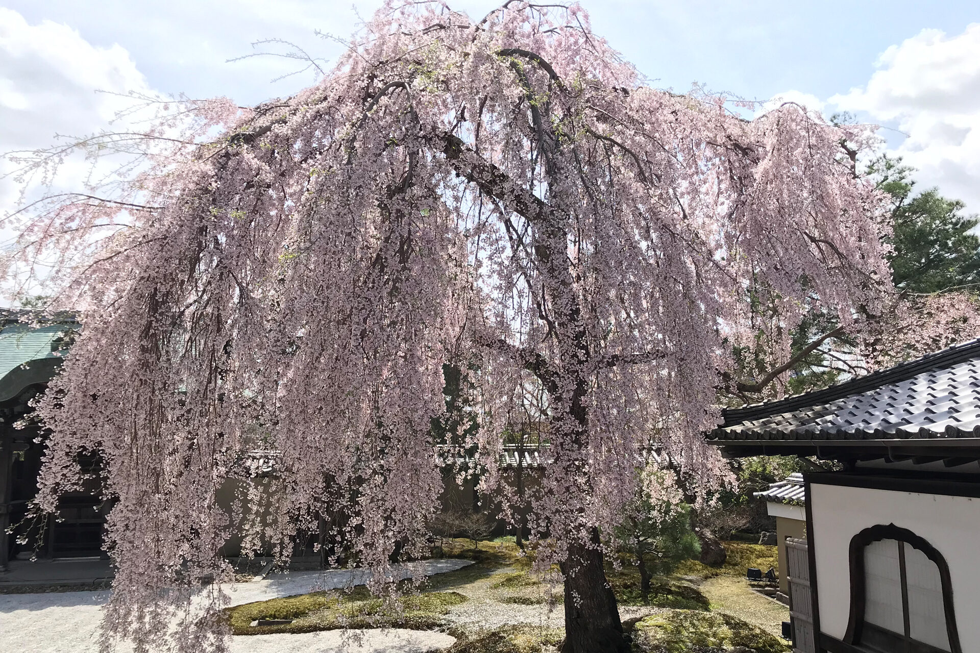 京都高台寺　桜　枯山水庭園と垂れ桜